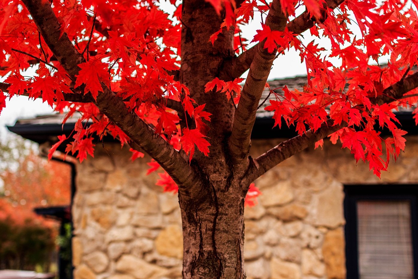 A tree with bright red leaves. The background is blurred.