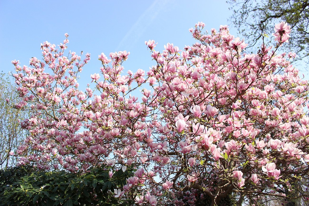 Pink magnolia tree in bloom. Beautiful flowers on tree.