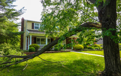 The Summer Tree Survival Guide: Preventing Storm Damage