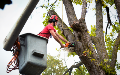 Summer Tree Care Tips from the Experts