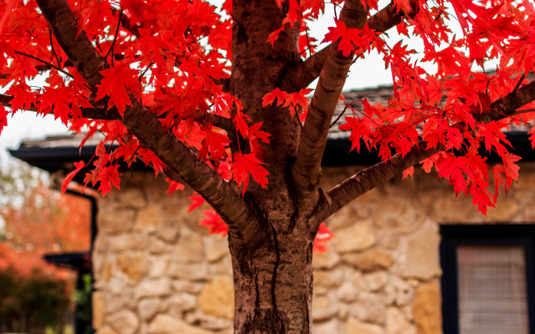 Fall is Here: How to Know When You Need Tree Services