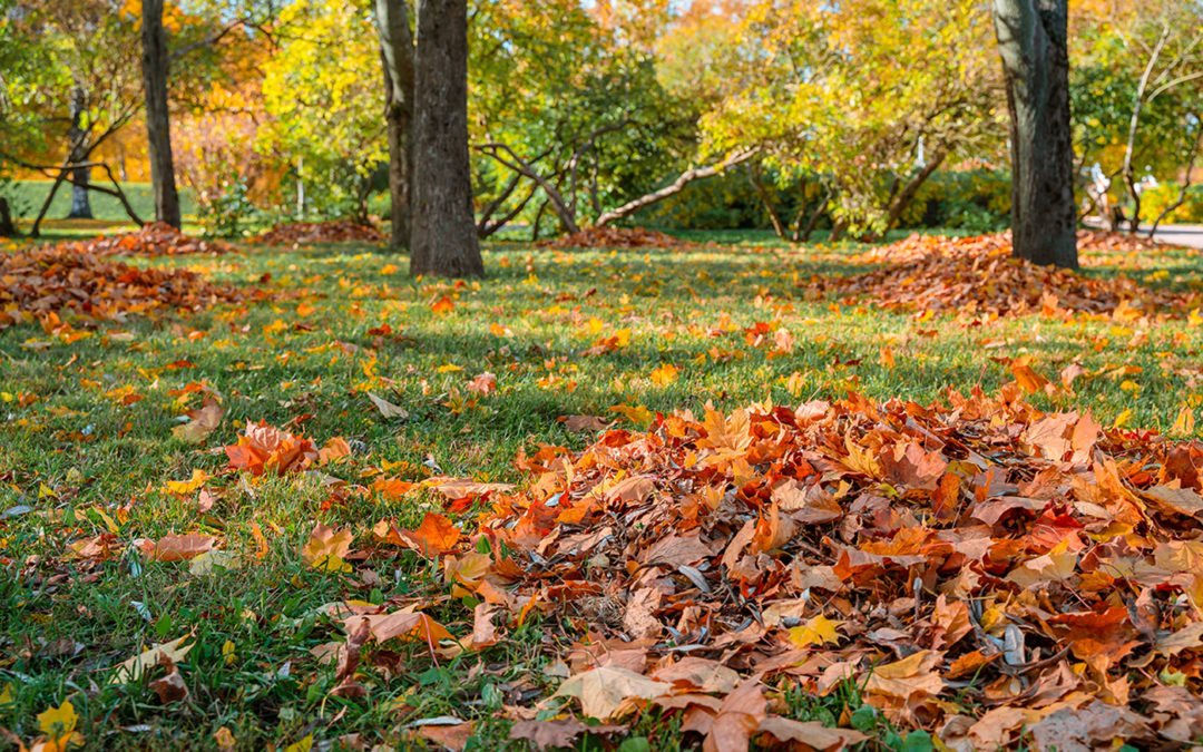 Expert Tree Care Services in Rochester, NY