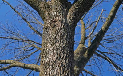 Protecting Your Landscape: The Crucial Benefits of Removing Diseased Ash Trees with Woodeez Tree Service