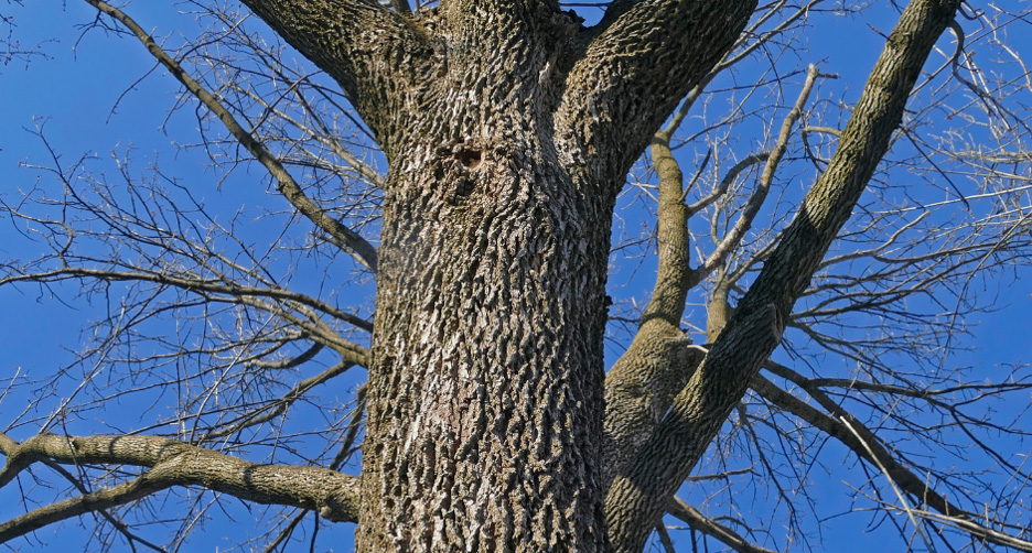 Protecting Your Landscape: The Crucial Benefits of Removing Diseased Ash Trees with Woodeez Tree Service