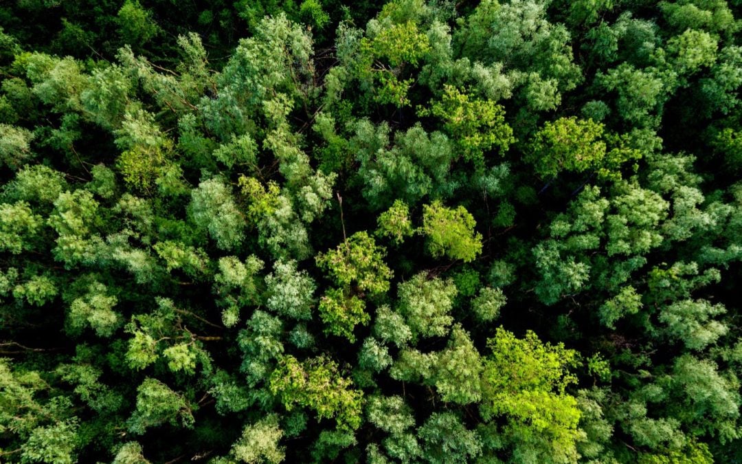 The Art of Tree Trimming: Why Regular Maintenance is Crucial