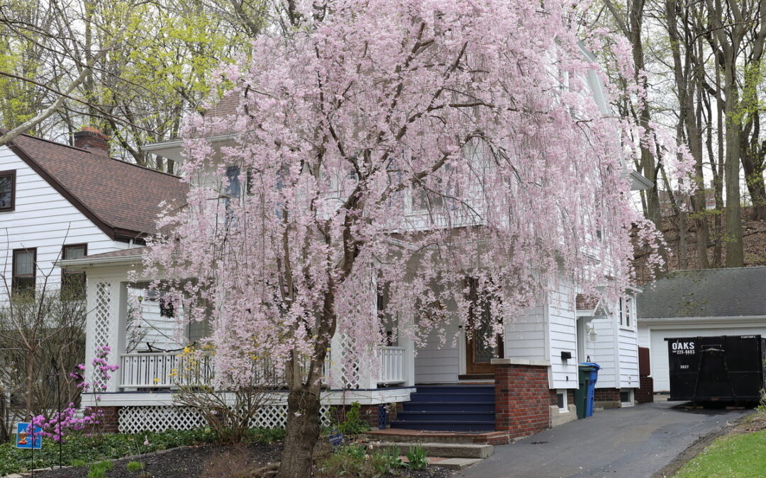 How to Care for Flowering Trees