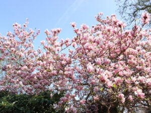 Flowering Tree Image Collection