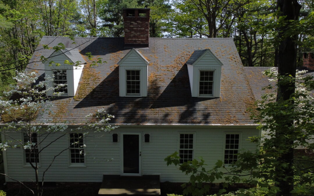 How Tree Branches Cause Moss to Grow on a Roof
