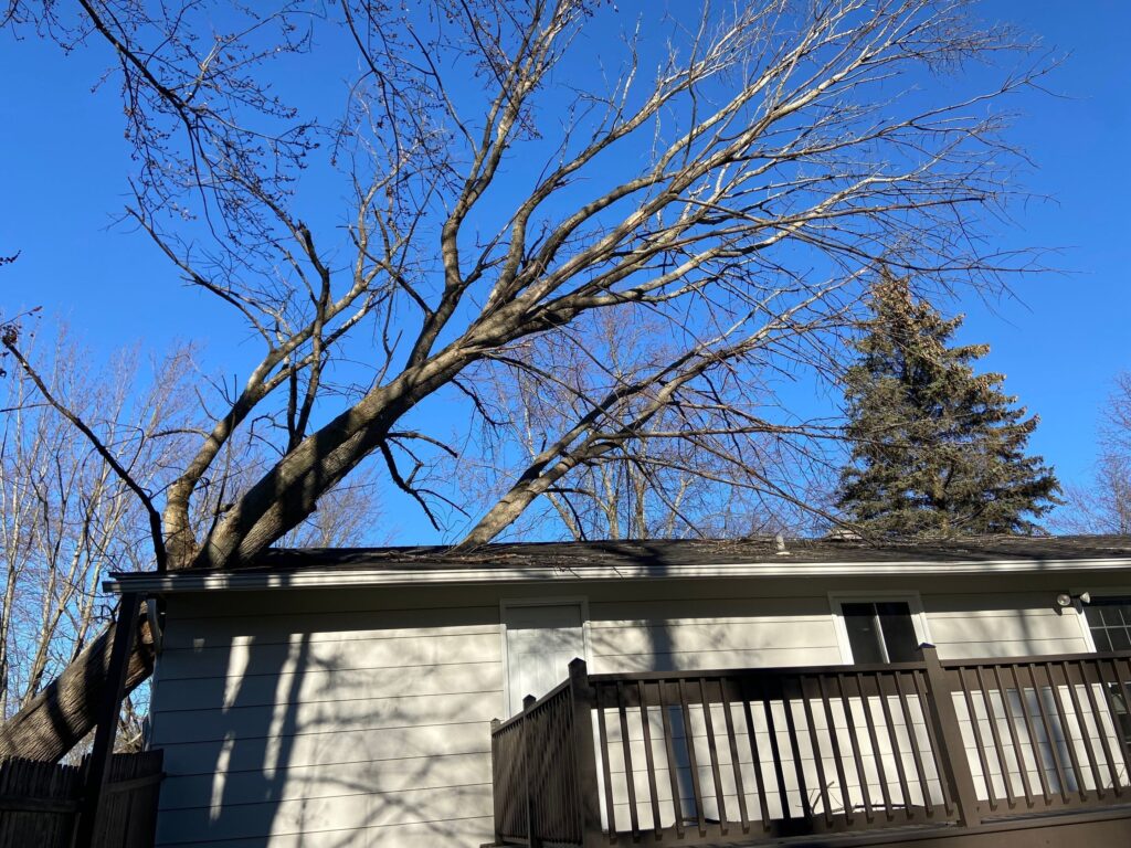 A house with a deck and a large tree