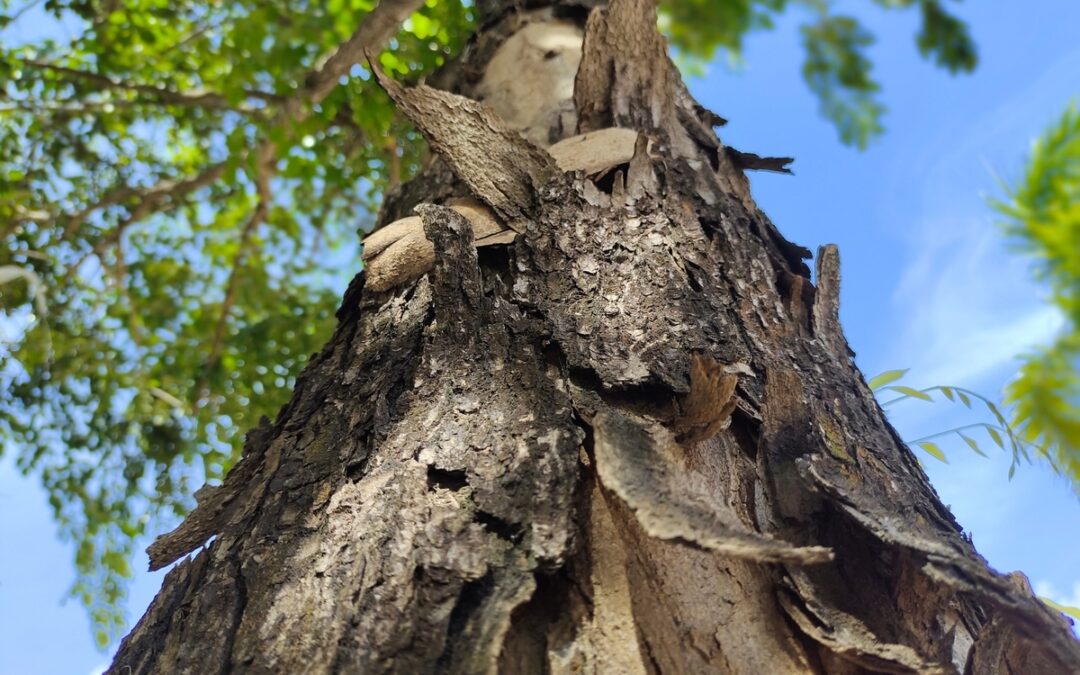 How to Help Heat-Stressed Trees