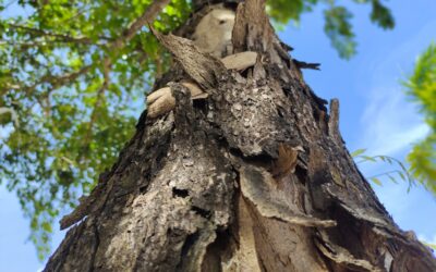How to Help Heat-Stressed Trees