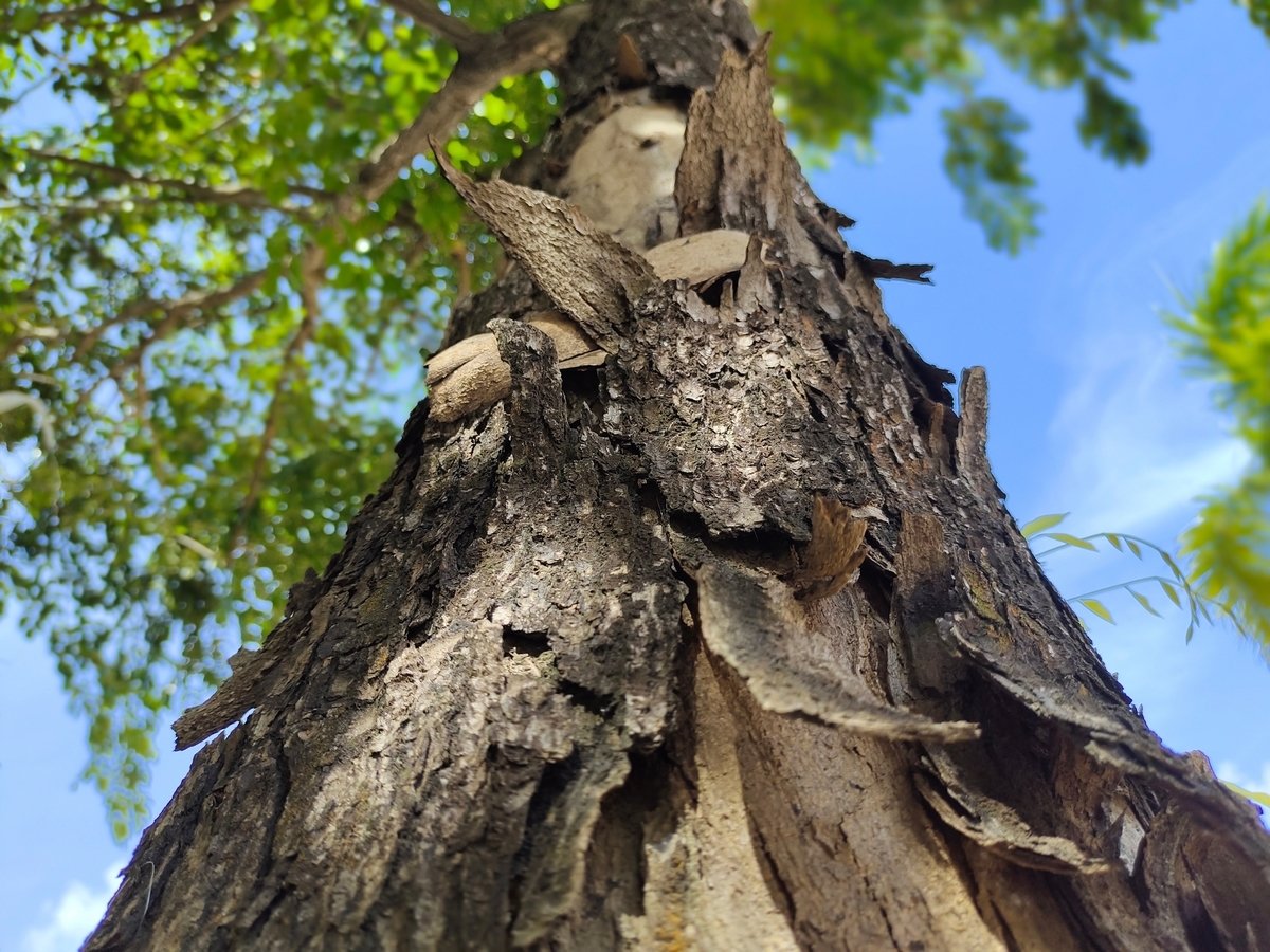 A tree trunk with peeling bark. The background is a blue sky with green leaves.
