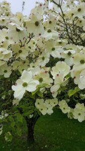 Beautiful white dogwood flowers. A flowering tree.