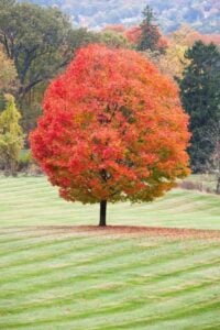 A single tree with bright red leaves stands alone.