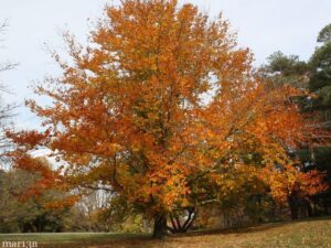 Large orange tree with yellow and orange leaves. The tree is surrounded by grass and other trees.