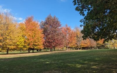 5 Best Trees for Fall Color in Western NY