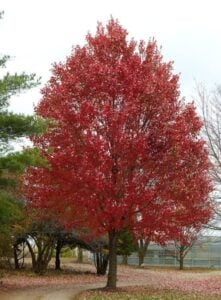 A tree with bright red leaves stands alone.