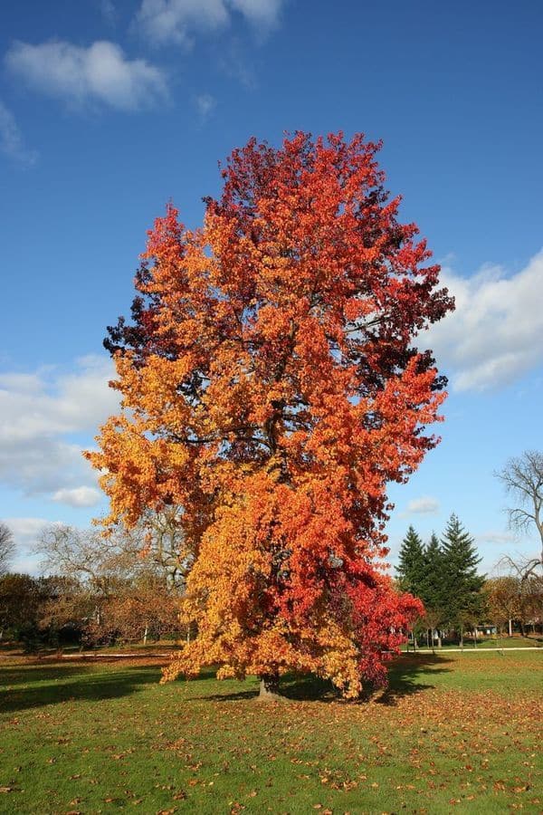 A tree with red and orange leaves stands in a green field. The background shows a blue sky with clouds.