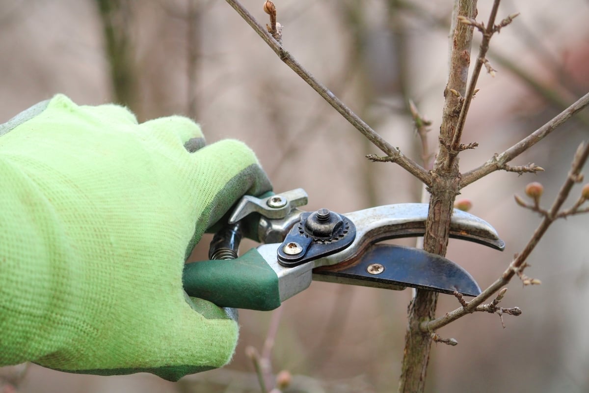 Gloved hand holding pruning shears cutting small tree branch. Gardening tool in use.