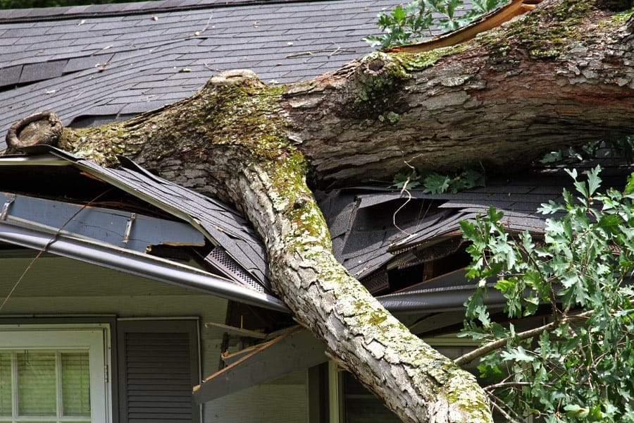 A large tree has fallen on a house, damaging the roof. The tree is covered in moss and leaves.