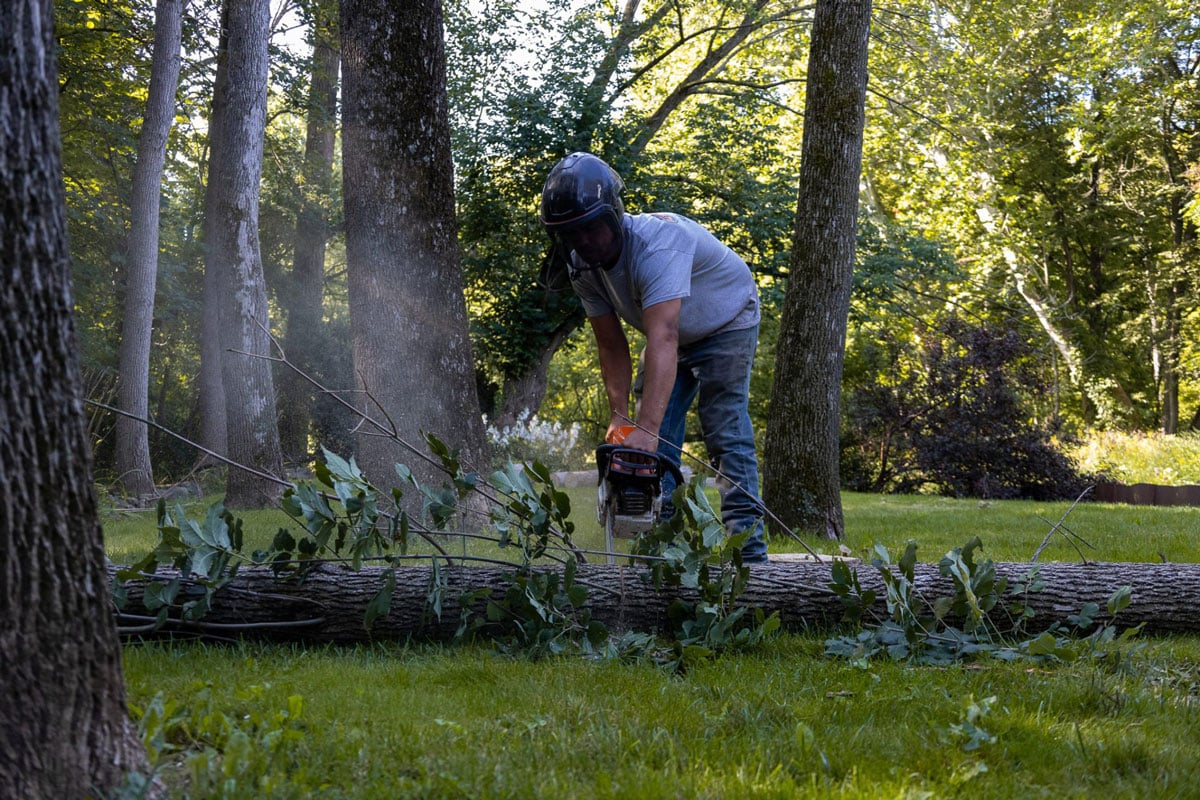 Man using a chainsaw to cut a tree. A man in casual clothes cutting down trees