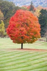 A lone tree with bright red leaves stands in a green lawn. The tree's foliage is dense and rounded.