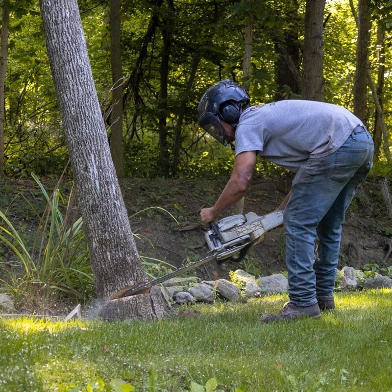 Man in protective gear using a chainsaw to cut a tree. He is wearing a helmet and gloves.